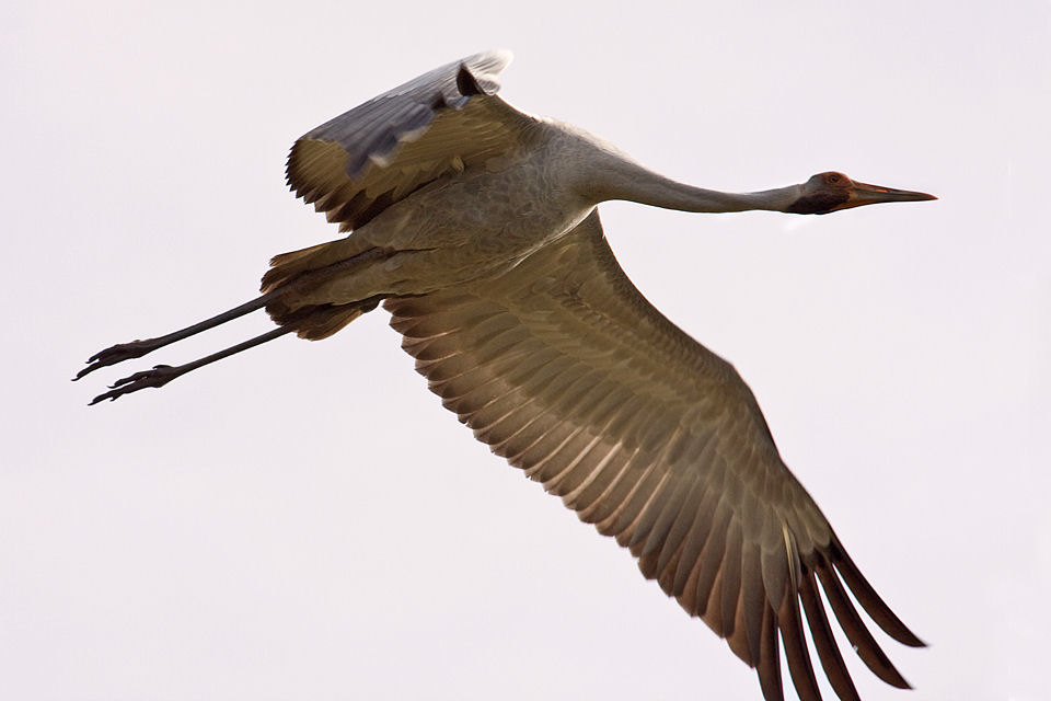 Brolga (Grus rubicunda)